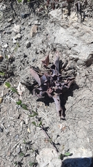 Thompsonella minutiflora