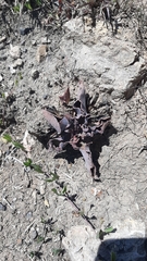 Thompsonella minutiflora