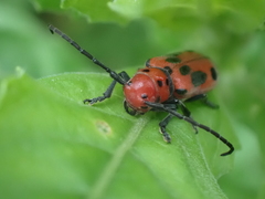 Tetraopes tetrophthalmus