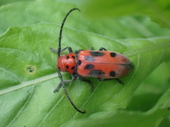 Tetraopes tetrophthalmus