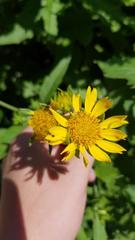 Verbesina encelioides