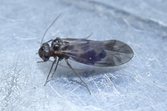 Peripsocus subfasciatus