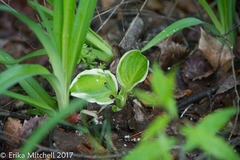 Hosta ventricosa