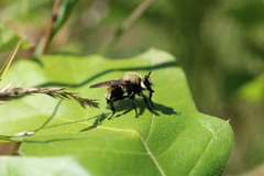 Laphria posticata