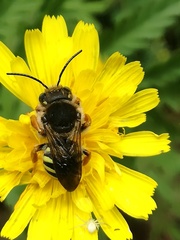 Paraanthidium