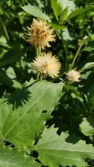 Verbesina encelioides