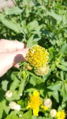 Verbesina encelioides