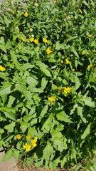 Verbesina encelioides