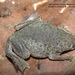 Myers' Surinam Toad - Photo (c) freddy, some rights reserved (CC BY-NC)
