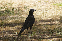 Corvus frugilegus