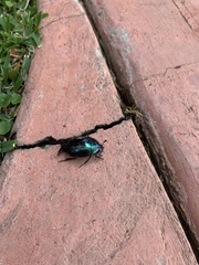 Macraspis rufonitida