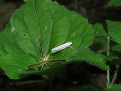 Yponomeuta multipunctella