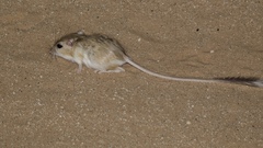 Dipodomys spectabilis