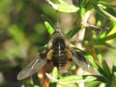Bombylius analis
