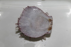 Spondylus gaederopus