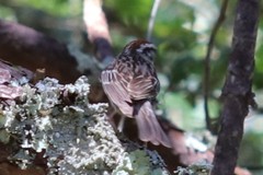 Spizella passerina passerina