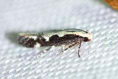 Agnippe prunifoliella