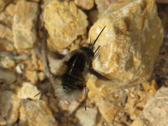 Bombylius analis