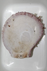 Spondylus gaederopus