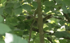 Luscinia megarhynchos