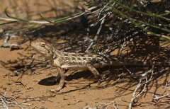 Steppe Agama photo 3