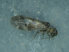 Peripsocus subfasciatus