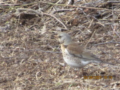 Turdus pilaris