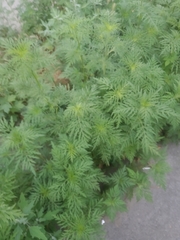 Ambrosia artemisiifolia