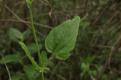 Aristeguietia lamiifolia