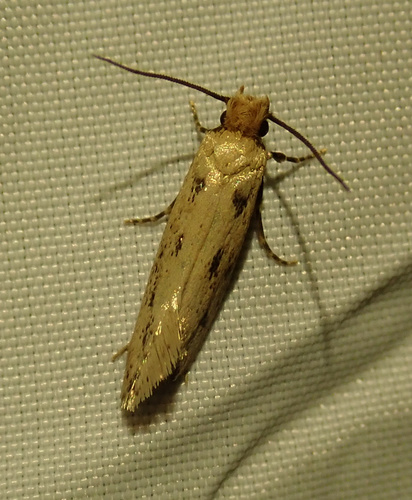 Anomalotinea liguriella