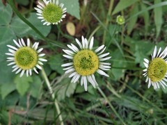 Tripleurospermum inodorum