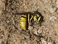 Vespula atropilosa