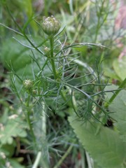 Tripleurospermum inodorum