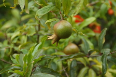 Punica granatum
