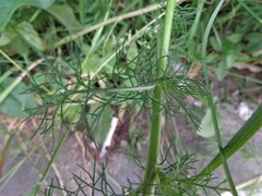 Tripleurospermum inodorum