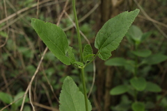 Aristeguietia lamiifolia