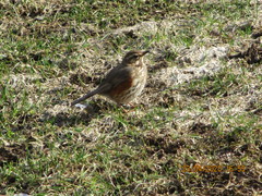 Turdus iliacus