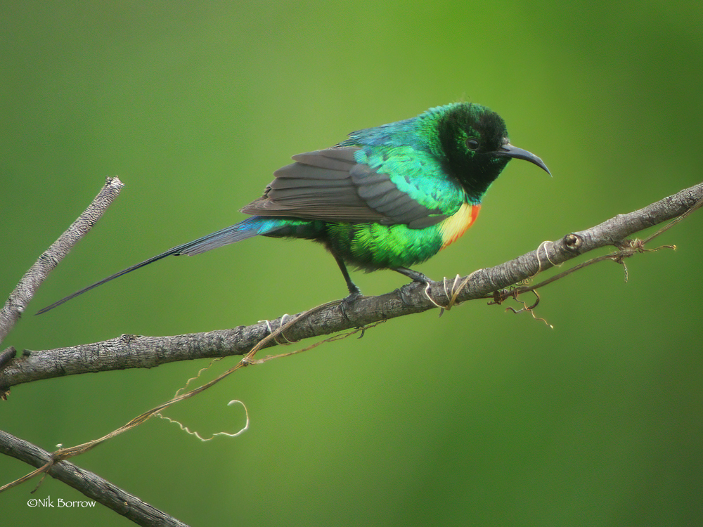 Beautiful Sunbird photo
