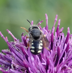 Pseudoanthidium nanum