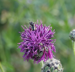 Pseudoanthidium nanum