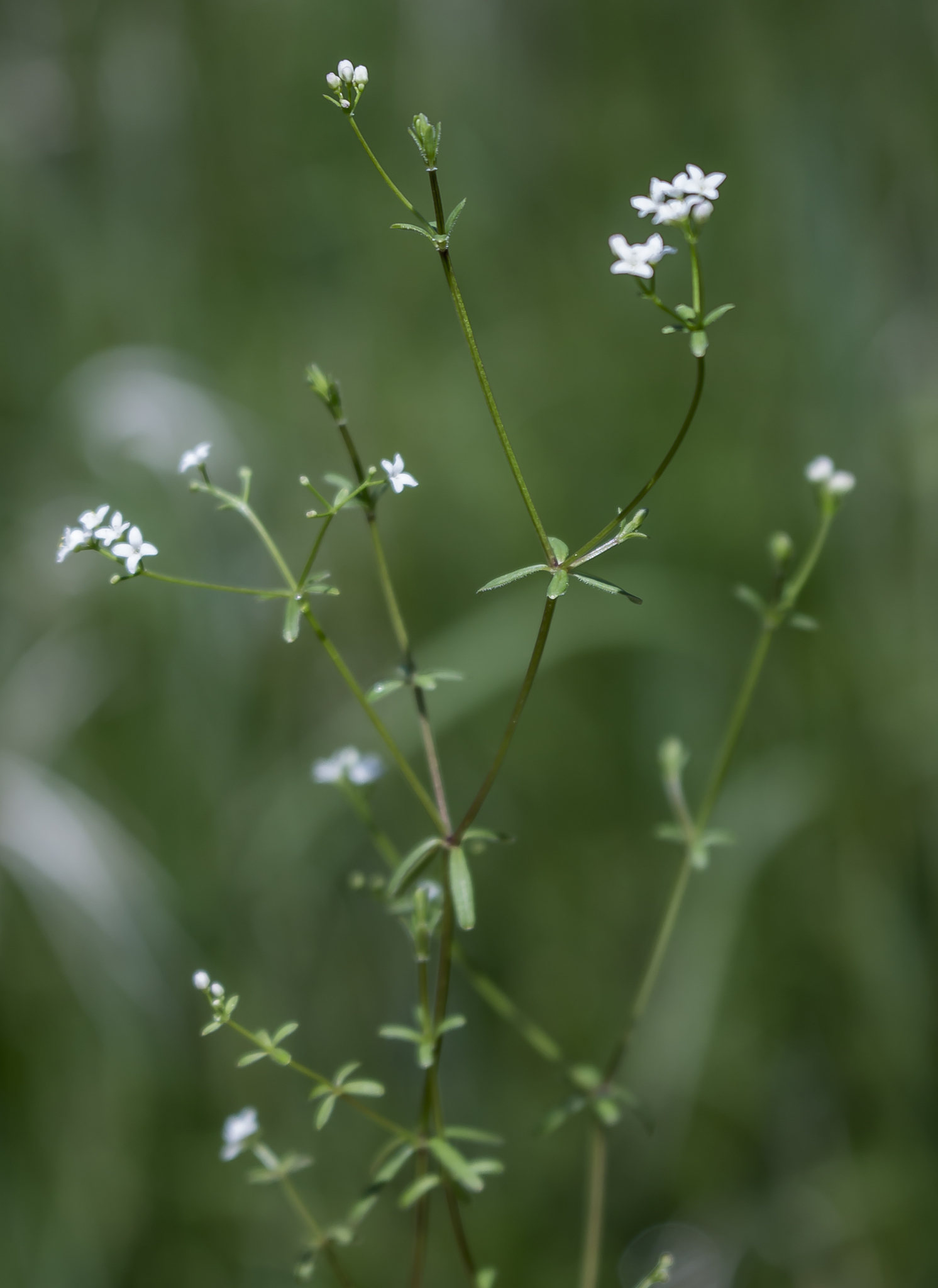 Galium labradoricum