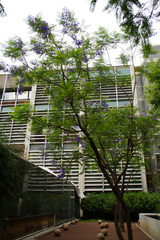 Jacaranda mimosifolia