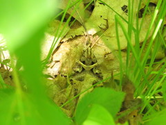Drasteria grandirena