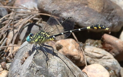 Austrogomphus cornutus