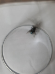 Calliphoridae
