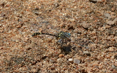 Austrogomphus cornutus