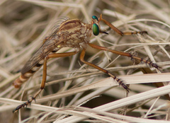 Diogmites angustipennis