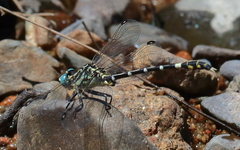 Austrogomphus cornutus