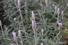Lavandula