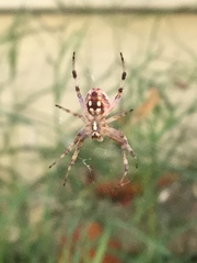 Araneidae